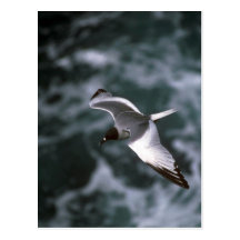 Schwalbe-Angebundene Möve im Flug Postkarten