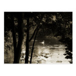 Schwan auf dem Fluss Postkarte