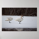 Schwan-Magier Posterdrucke