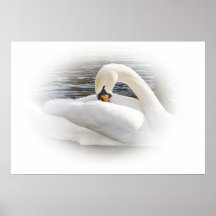 Schwan Plakat