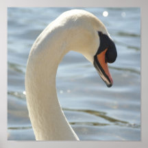 Schwan Plakatdrucke