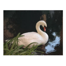 Schwan Postkarte