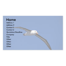 Schwarz-Browed Albatros im Flug Visitenkarten Vorlagen