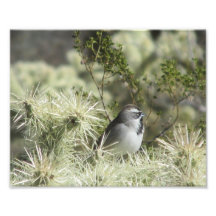 Schwarz-Throated Spatz auf Kaktus-Foto-Druck