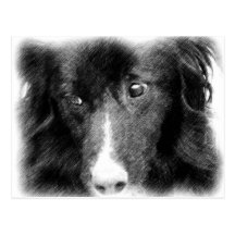 Schwarze Border-Collie-Tierkunst-Postkarte