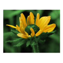 Schwarze mit Augen Susan auf grüner Blume Postkarten