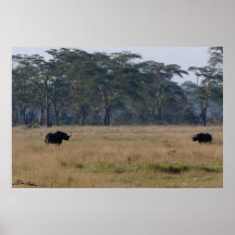 Schwarze Nashorn-Distanzhülse Posterdruck