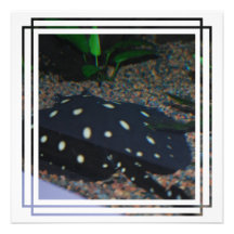Schwarze Teufelstingray-Einladungen