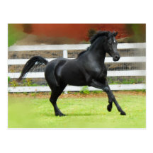 Schwarzer arabischer Stallion Postkarten