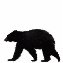 SCHWARZER BÄR gemeißeltes Tier-Kunst-Geschenk Ausschnitte
