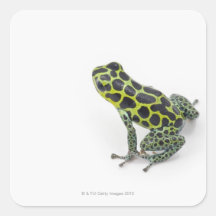 Schwarzer gepunkteter grüner Gift-Pfeil-Frosch Sticker
