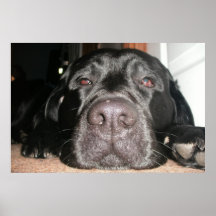 Schwarzer Labrador Poster