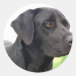 Schwarzer Labrador retriever-Aufkleber