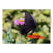 Schwarzer Swallowtail Schmetterling Karte