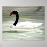 Schwarzer u. weißer Schwan, der Liebe-Vogel Plakatdruck
