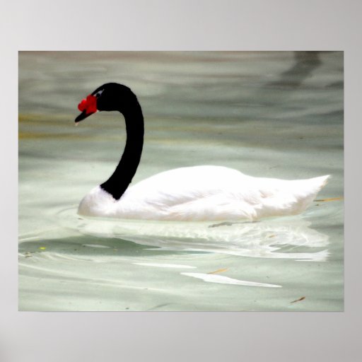 Schwarzer u. weißer Schwan, der Liebe-Vogel Plakatdruck