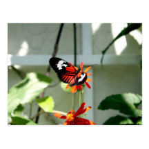 Schwarzer und orange Schmetterling Postkarte