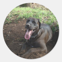 Schwarzes Labrador retriever Runder Sticker