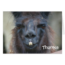 Schwarzes Lama-Tierphotographie danken Ihnen zu ka Grußkarten