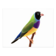 Schwarzes stellte Gouldian Fink gegenüber Postkarte