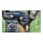 Schwarzes und Brown-Chihuahua-Visitenkarten visitenkarten