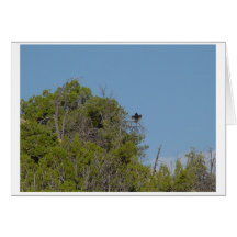 Schwarzes Vulture2 Grußkarte