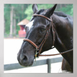 Schwarzes Warmblood Plakat