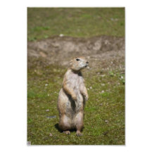 Schwarzschwanziger Präriehund Kunstfoto
