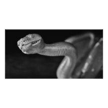 Schwarzweiss-Baum-Boa Photo Karten Vorlage