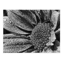 Schwarzweiss-Blume mit Morgentau, Postkarte