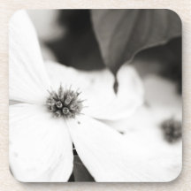 Schwarzweiss-Hartriegel-Blume Cocktail Untersetzer