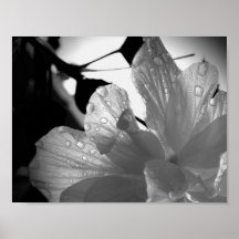 Schwarzweiss-Hibiskus Posterdrucke