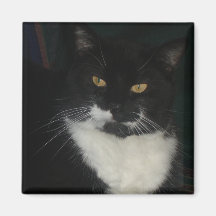 Schwarzweiss-Katzen-Magnet Kühlschrankmagnete