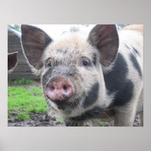 Schwein-Gesicht Plakatdruck