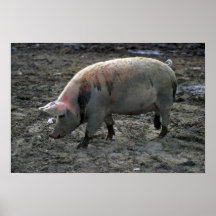 Schwein Plakatdruck