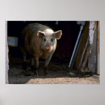 Schwein Plakatdruck