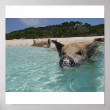 Schwein Posterdrucke