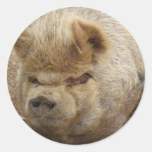 Schwein Runder Sticker
