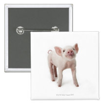 Schwein-stehendes oben schauen button