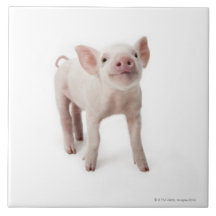 Schwein-stehendes oben schauen fliese