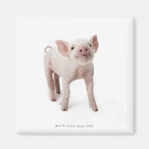 Schwein-stehendes oben schauen kühlschrankmagnete