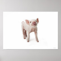 Schwein-stehendes oben schauen posterdrucke