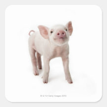 Schwein-stehendes oben schauen sticker