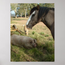 Schweine und Pferd Posterdrucke