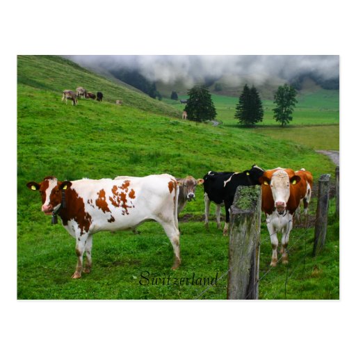 Schweizer Kühe, die nahe Küssnacht die Schweiz wei Postkarte