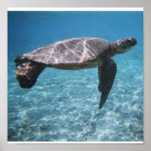 Schwimmen mit dem Schildkröte Plakat