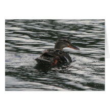 Schwimmen-Stockenten-Karte