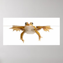 Schwimmender grüner Teichfrosch Posterdruck