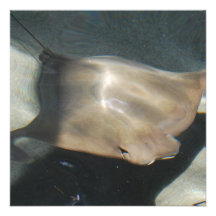 Schwimmenstingray-Einladungen