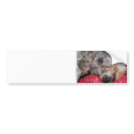 Scottish Deerhound Autoaufkleber autoaufkleber